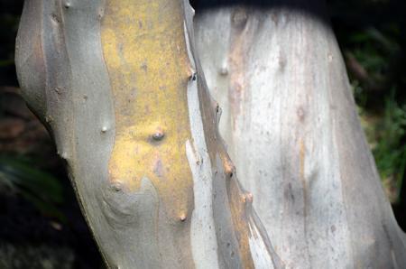 The Ghost Gum (Corymbia aparrerinja) bark