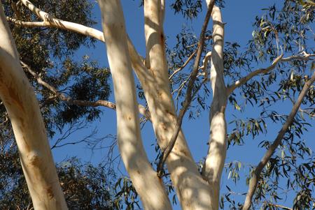 The Ghost Gum (Corymbia aparrerinja)