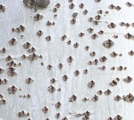 The White Poplar (Populus alba) bark