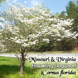 Flowering Dogwood - state tree of Missouri and Virginia