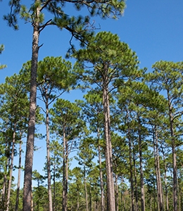 longleaf pine Alabama and North Carolina
