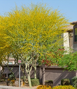 Blue Palo Verde Arizona