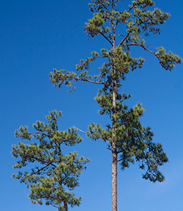 Loblolly pine Arkansas