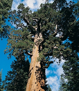 Giant Sequoia California