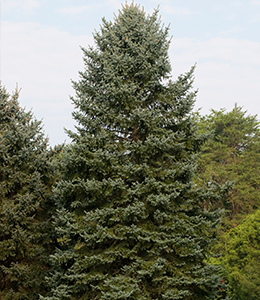 Blue Spruce Colorado