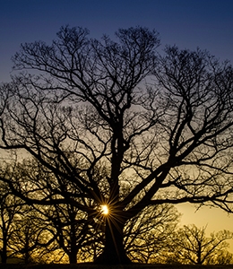 White Oak Connecticut, Illinois, Maryland