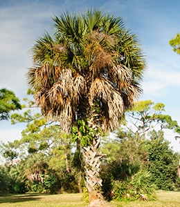 Sabal Palm Florida South Carolina