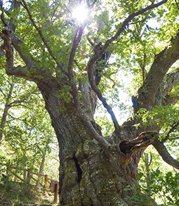 Southern Live Oak Georgia