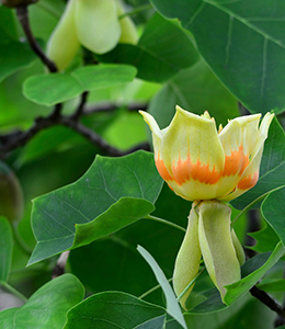 Indiana Kentucky Tennessee Tulip Tree