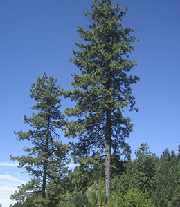 Western White Pine Idaho