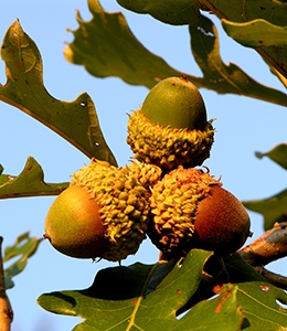 Iowa Bur Oak