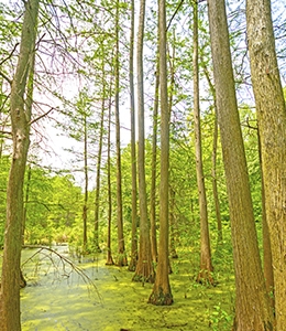 Bald Cypress Louisiana