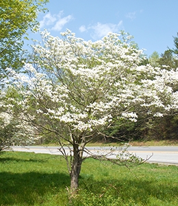 Flowering dogwood Missouri, Virginia