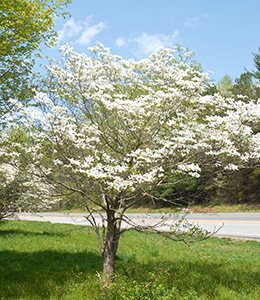 Flowering dogwood Missouri, Virginia