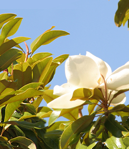 southern magnolia Mississippi