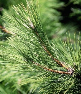 single leaf pinyon