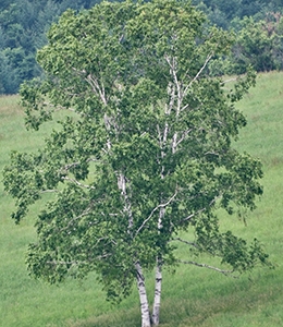 American White Birch