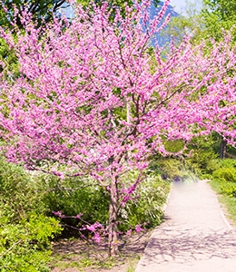 Eastern Redbud