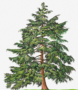 Eastern Hemlock