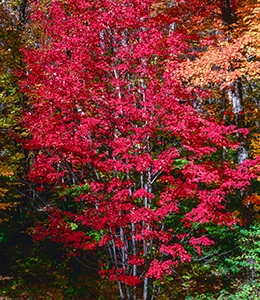 Red Maple