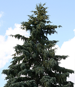 Western Hemlock