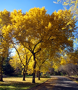 Quaking Aspen