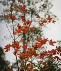 Scarlet Oak