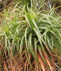 Pandanus