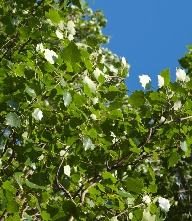 Gray Poplar