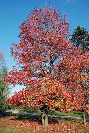 Sweet gum tree