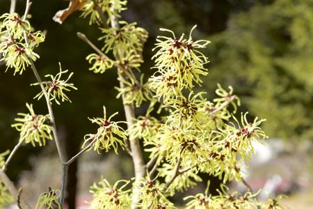 Witch hazel