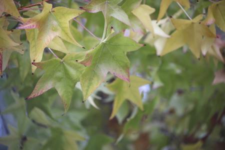 Leaves of sweet gum tree