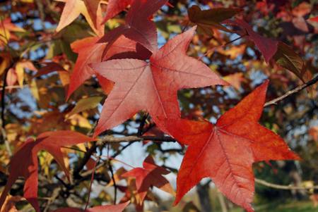 Sweet gum tree leaves