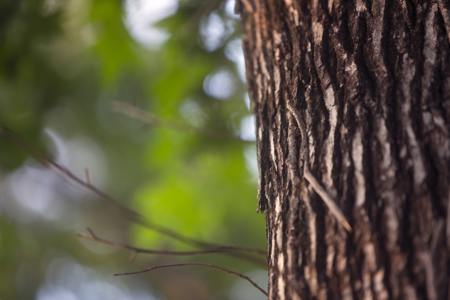 Sweet gum tree bark