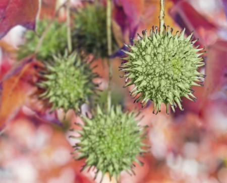 Fall season tree seed pods