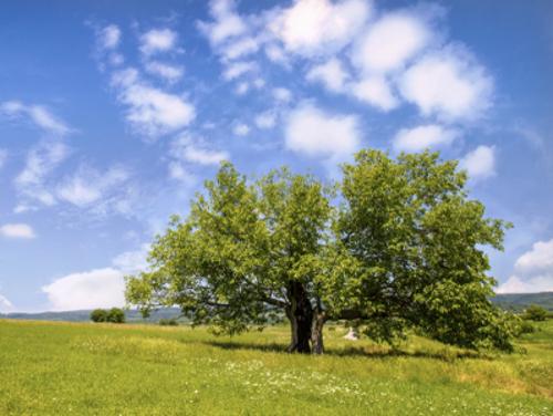 Fruitless mulberry tree