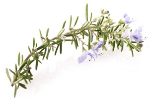 Rosemary With Flowers