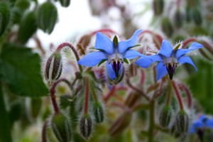 Borage Herb