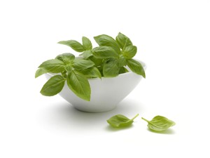 Basil Herb