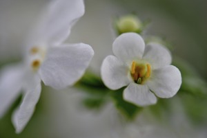 Bacopa Herb