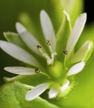 Chickweed Herb