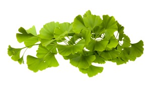 Ginkgo Biloba Herb