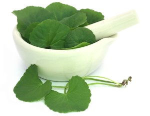 Gotu Kola