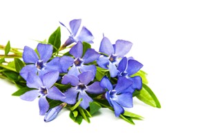 Periwinkle Herb