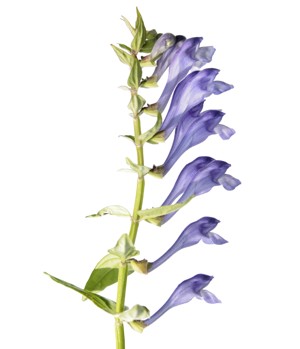 Skullcap Herb