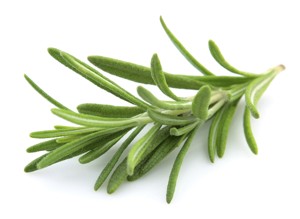 Rosemary Herb