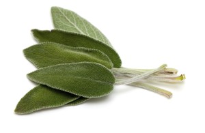 Sage Herb