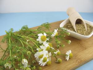 german chamomile herb