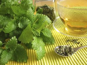 lemon balm