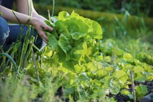 wild lettuce